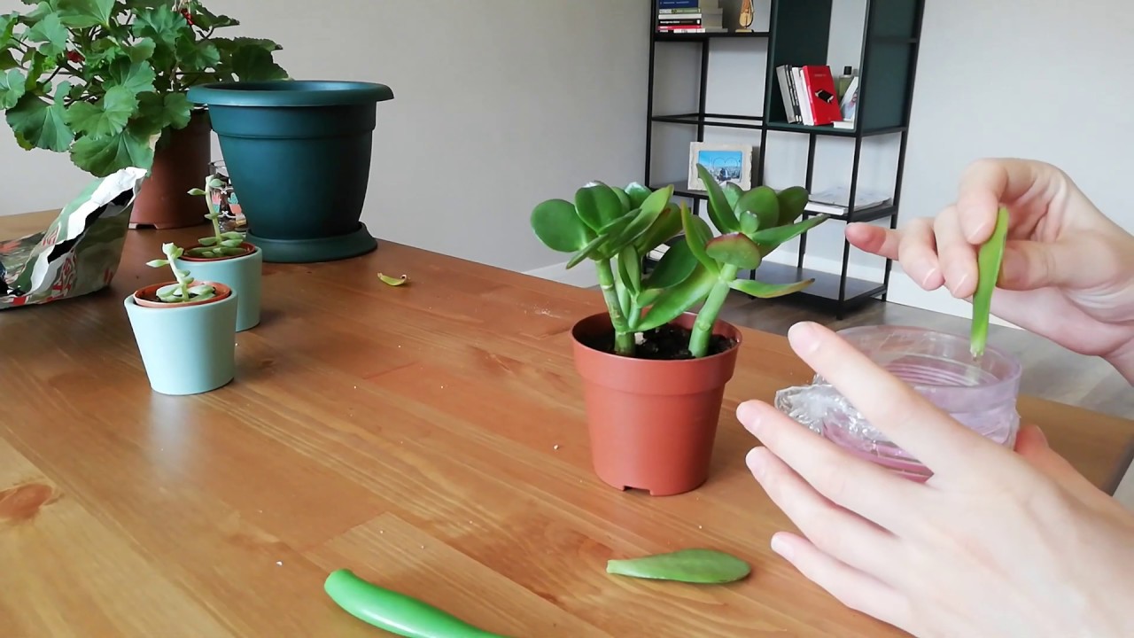 Sukulentlerin Suda Çoğaltılması