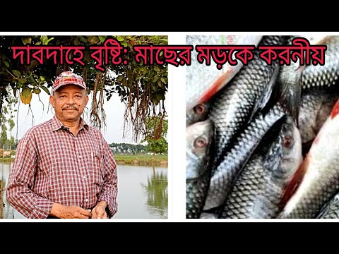 ভিডিও: একটি পশম কোটায় লাল মাছ