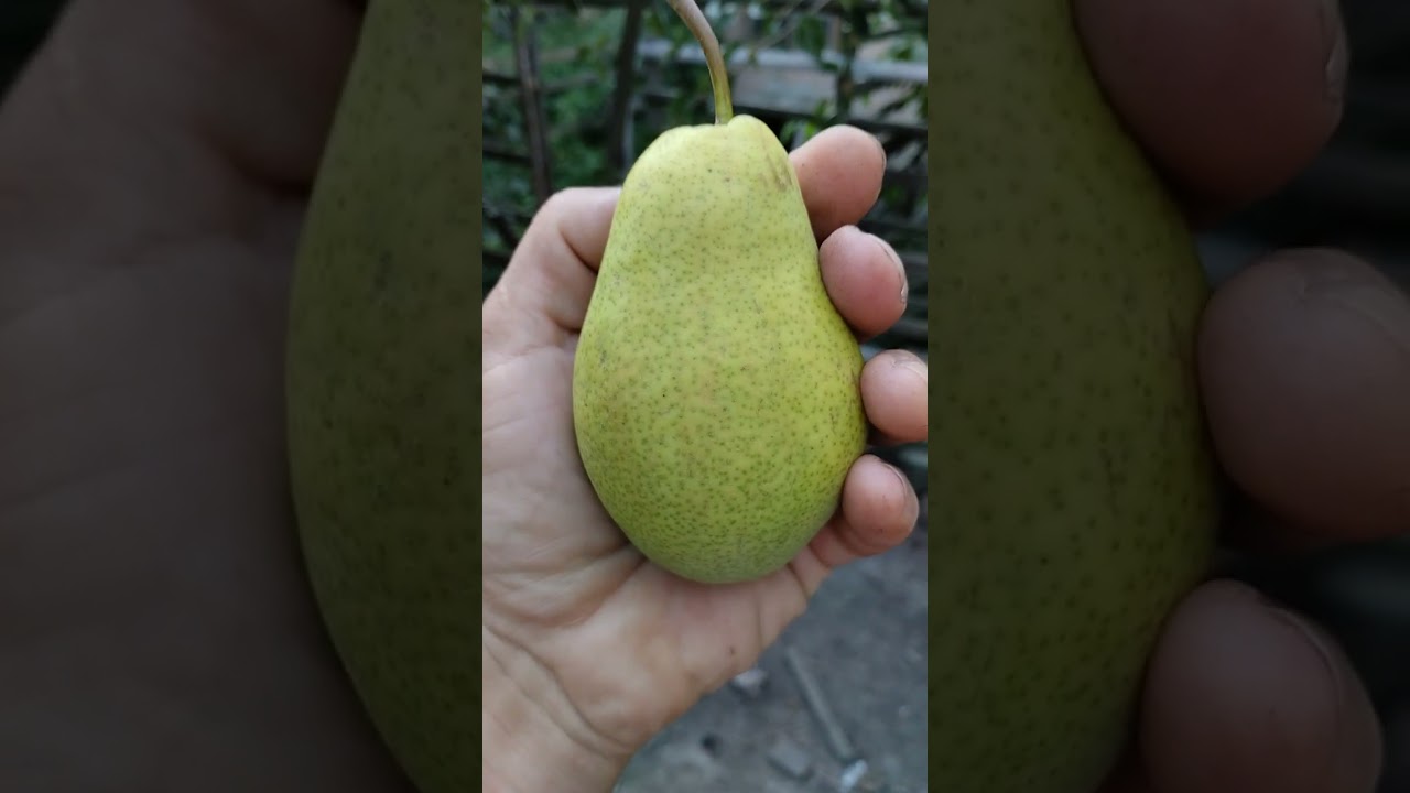 Груша Орловская красавица и Велеса