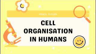 SPM Biology F4 Cell Organisation in Humans (2.3)