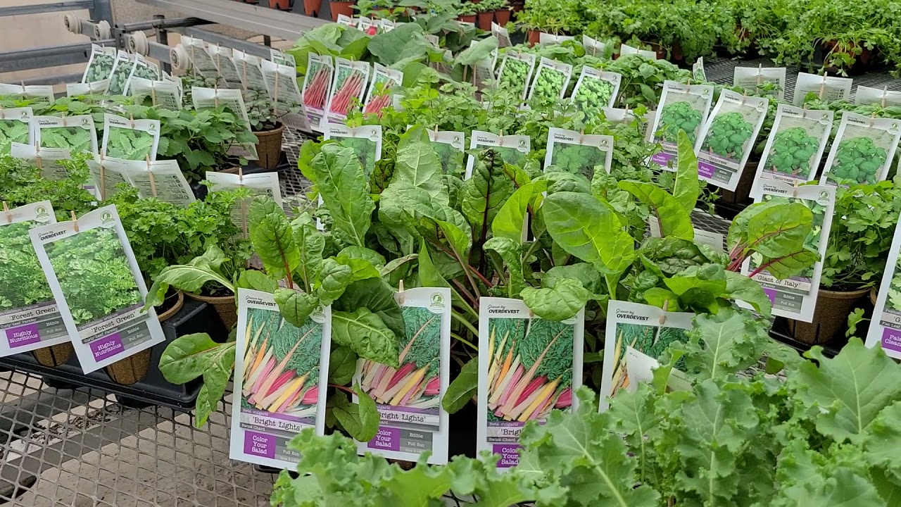 Kale Prizm // Delicious, Easy to Grow, Compact "Pick & Come Again" Veggie With Pretty Foliage