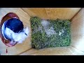 BirdCam 20230507