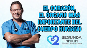 ¿Cuál es el órgano más importante del cuerpo y porqué?