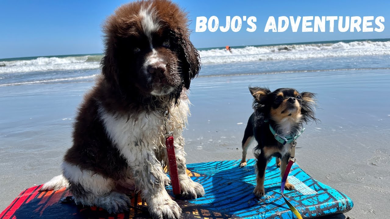 BoJo’s adventures - Gimme my bone! #newfoundland #chihuahua #trending ...