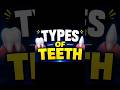 The Human Teeth | Types of Teeth | easy explanation | NCERT class 7th