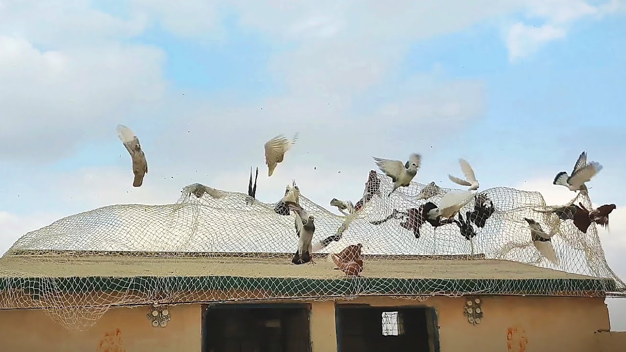 صيد اليوم (2) طيرين حمام نوري احمر وديسي اصفر 🤌🏼