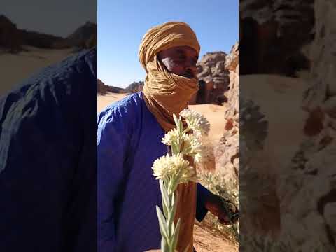 تعرف على عشبة في وسط الصحراء الجزائر   الجنوب أعشاب طبيب المعجزة