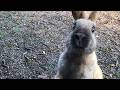 Rabbit too interested in humans