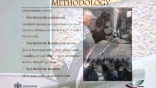 Taenia cysticercosis in pigs
