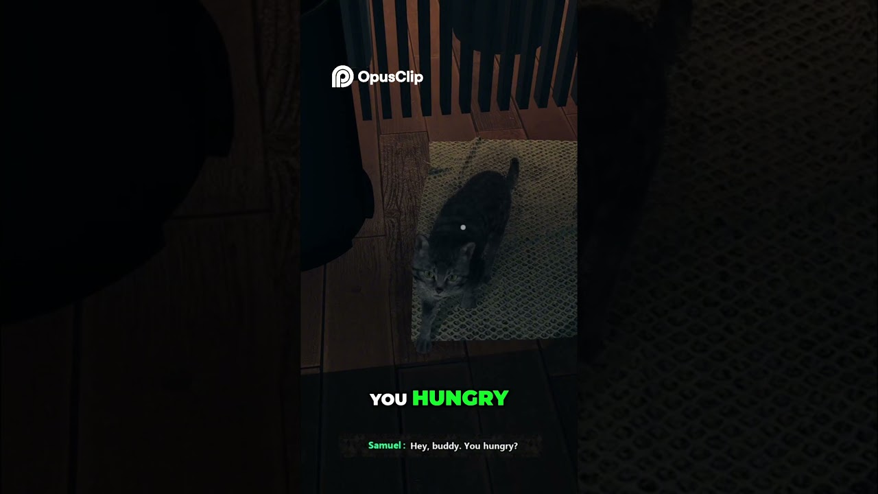 Забавный поиск сумки и кошачий поиск от игрока Hungry Cat Player