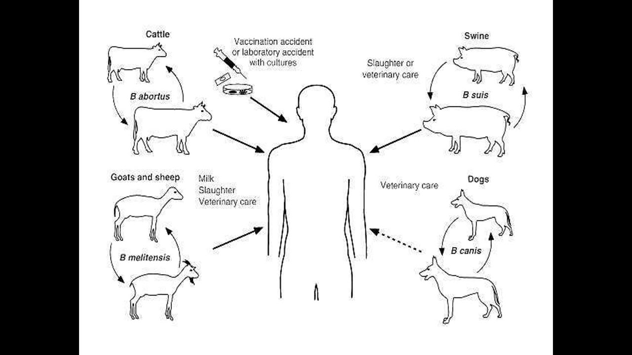 Источником заболевания являются животные. Патогенез бруцеллеза. Источники инфекции. Бруцеллез источники инфекции. Бруцеллез источник заражения.