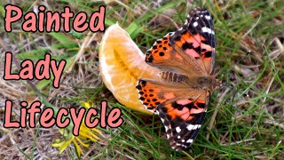 How To Look After Painted Lady Butterflies - The Life Cycle Of The Painted Lady