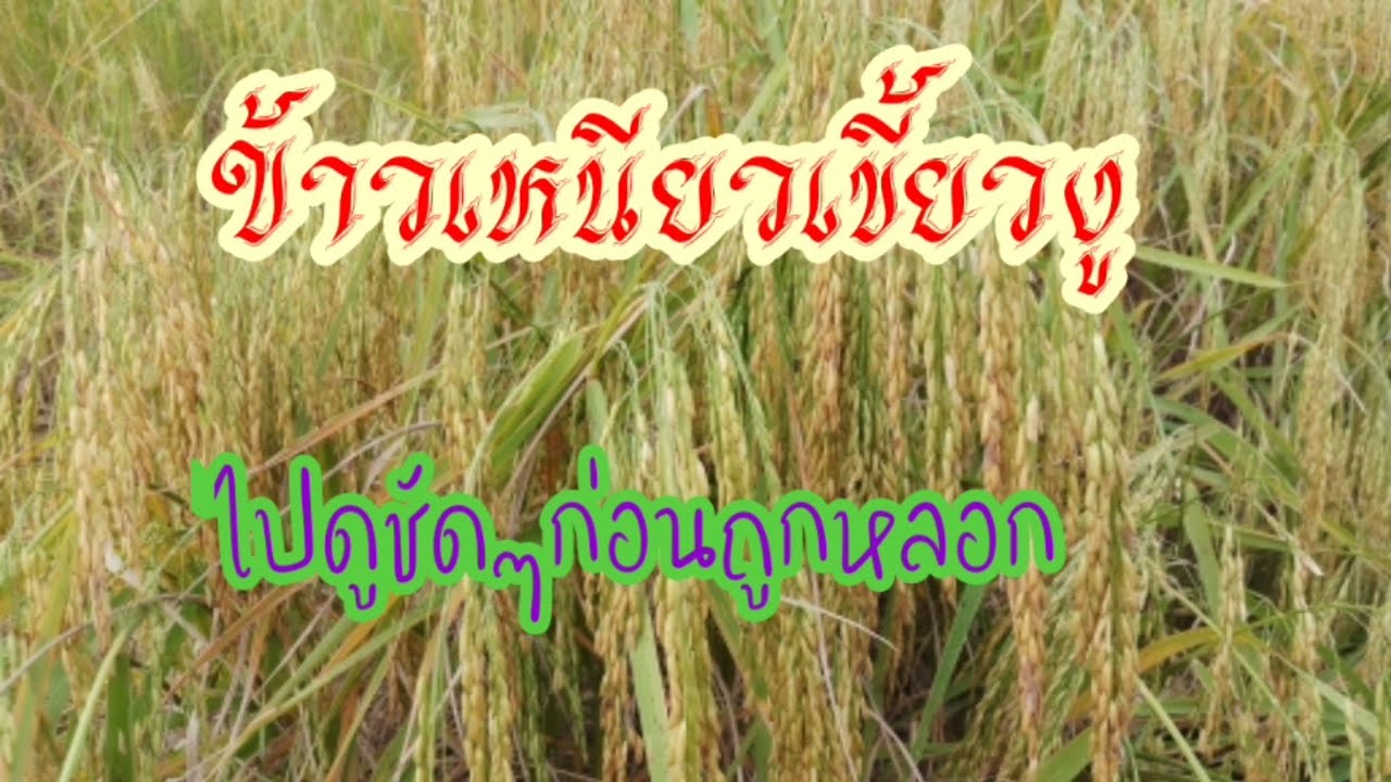 ข้าวเหนียวเขี้ยวงู8974แท้100%|วรินทร์ฟาร์ม สนใจพันธุ์ข้าวโทร.0909-445-400
