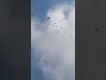 badshah ❤️ #kabootar #pigeon #highlights #viralvideo