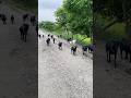 Assam Goat Farm | Assam Hill Goat পালন | Goat Farm in Assam | অসমৰ ছাগলী পালন 🐐🌿 13 June 2026
