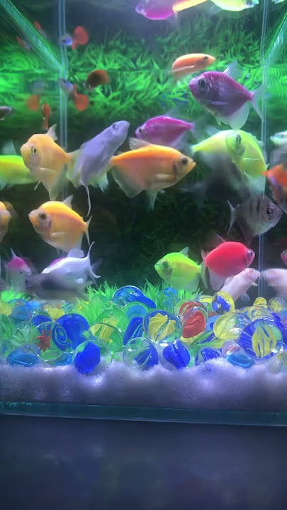Fish / Cá Cánh Buồm #cávàng #concá #cácảnh #bethuysinh #shotrs