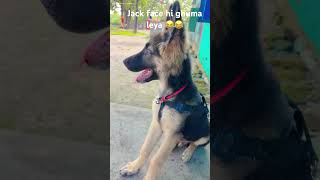 Gsd apna muh hi ghuma leya 😂 #shortsfeed #funny #dogs #gsds #youtubeshorts #comedy #shorts