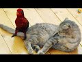 Funny animalssfunniest cats and dogs 2024