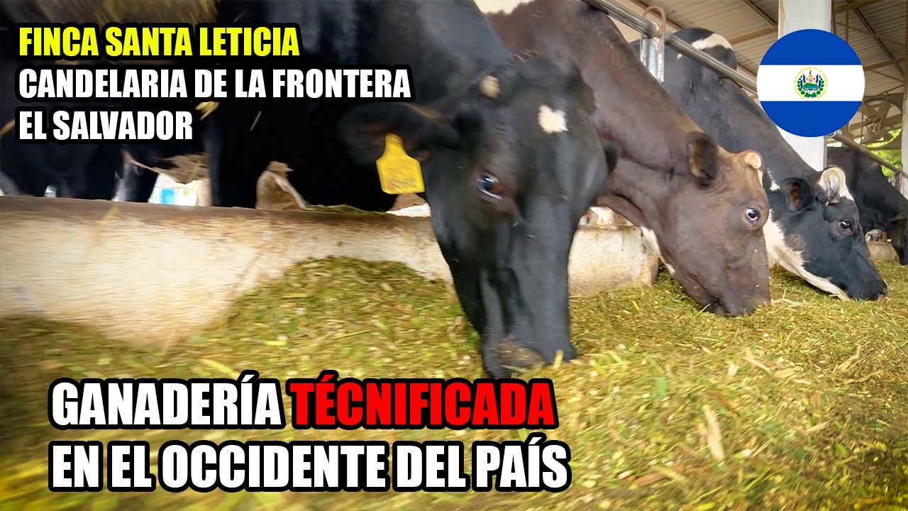 ¡Sorteamos un ternero! 🐮 Descubrí la finca más moderna del occidente 🇸🇻