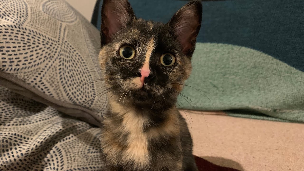 Your cat doesn’t have a UTI - Mini lecture on cat urinary tract disease