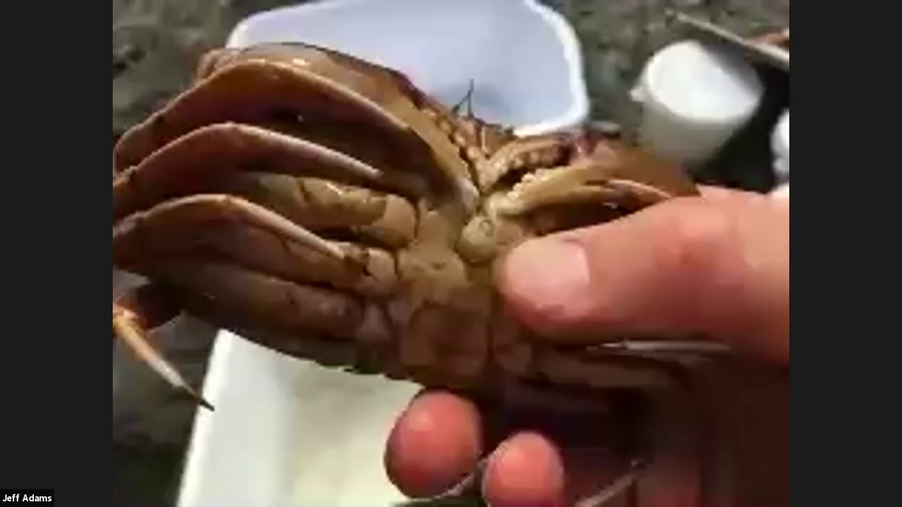 Learn about local marine species with Jeff Adams