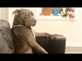 Shh...Dogs actually understand what you&#39;re saying