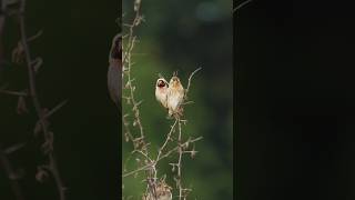 Quelea Birds On Small Branches Wincent P2N7I