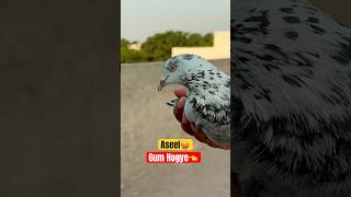 Aseel Kabooter Wapis Aya⁉️ Watch Full Vlog 🥵#shorts #youtubeshorts #viralvideo @justhuzaifakhan