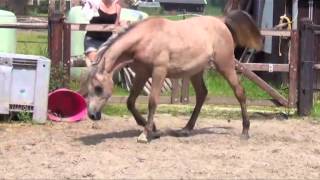 Download Lagu ASE Aryelle MP3