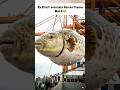 Extinct animals never came back #animals #pets #viral