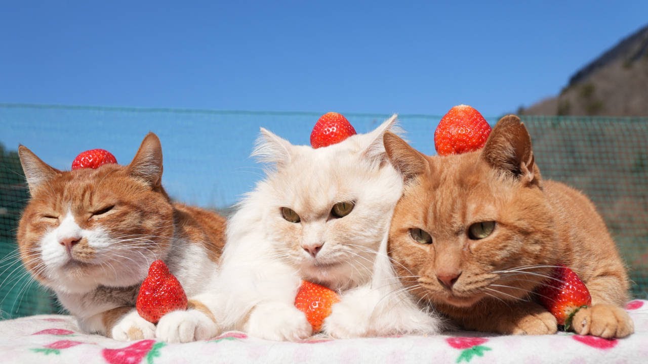 どこかの猫好き 猫天国まとめ②】猫好き必見！100匹以上の猫たちの愛らしい姿が