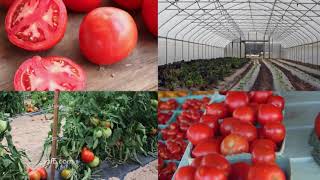 Field To Plate - Virginia Tomatoes