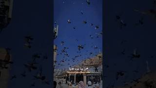 ?? Muhammad Nabina Binoru Hadina Nat beautiful masjidnabawi masjid trending viral like sorts