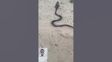 mahadev status mahakal status bholenath status #mahadev #status #snake #shivshiv #treding