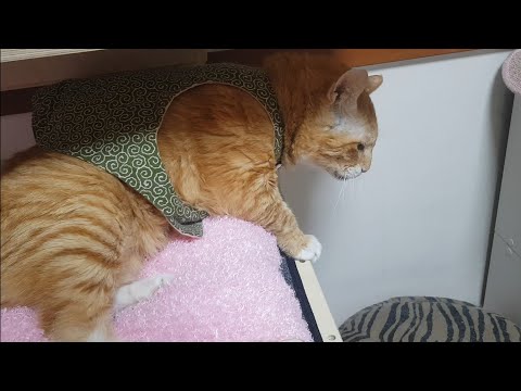 꼭 이렇게 한번씩 깨워야한다니깐
