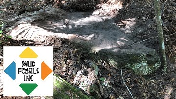 MudFossil Turtle 8’x5’