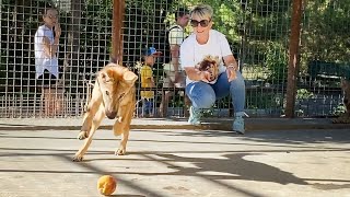 Видали? Дрессированные волки! 👍🏻😎 Тайган. Wolves life in Taigan.