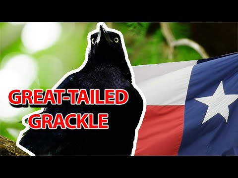 Animals of Texas | The Great-Tailed Grackle