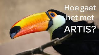 Download Lagu Job bij de reuzentoekans - Hoe gaat het met ARTIS #15 MP3