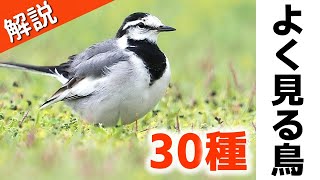 超入門よく見る野鳥30種【解説】