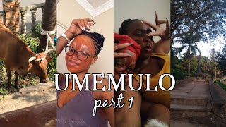 Umemulo Part 1 Cows, Ukulandwa Komkhonto, Ukugonqa