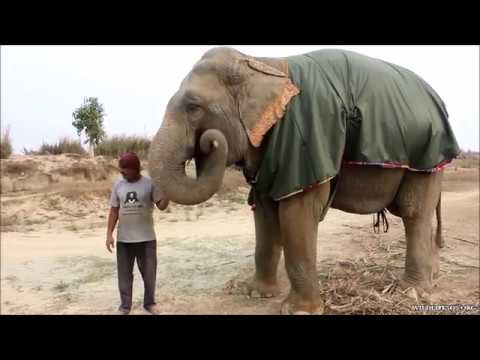 Jumbo Jackets For Rescued Elephants At ECCC!