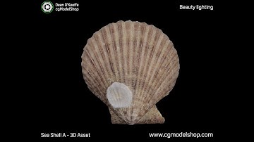 cgModelShop - Sea Shell A - 3D Asset