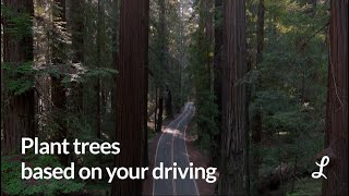 Car insurance that plants trees | Lemonade