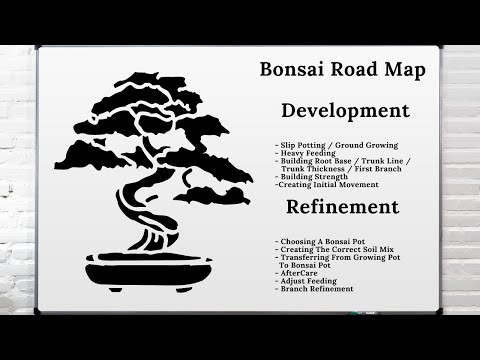 Videó: A burgonya bonsai kertészkedés művészete