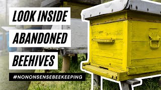 Abandoned Hives  Abandoned Beehives  Why Are Beehives Abandoned  Wild Beehives