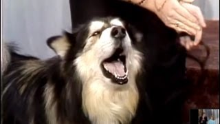 Singing Dog Contest on Johnny Carson's Tonight Show, 1987