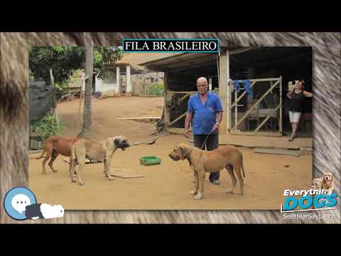 Video: Fila Brasileiro (Mastiff Brasil) Adalah Anjing Penjaga Luar Biasa