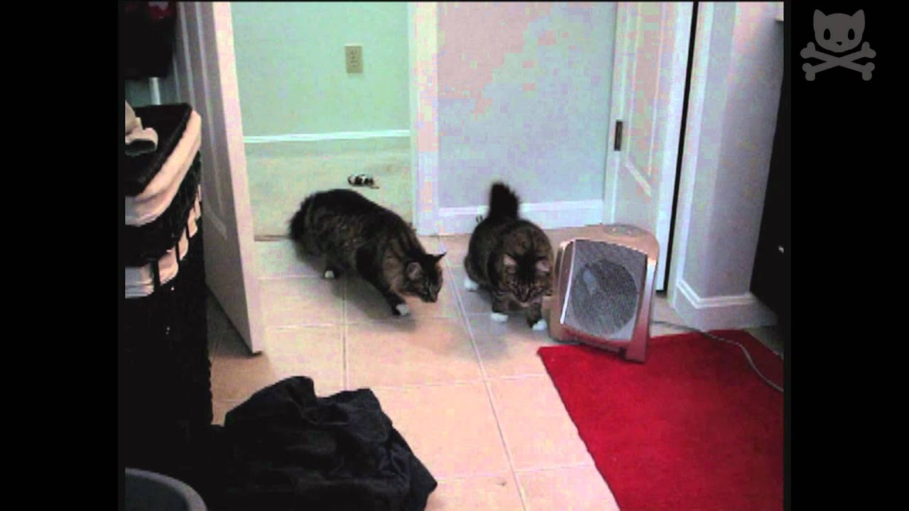 These Scaredy Cats Are Fighting Their Own Shadows! [Video]