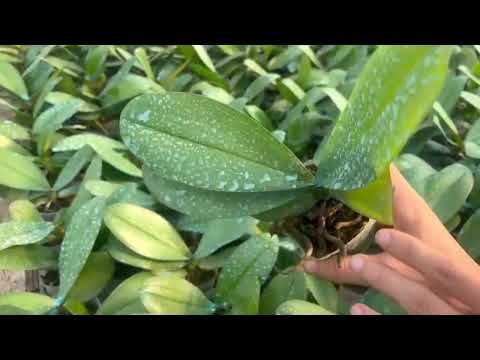 Video Điệp đại hàng to đẹp 30k+ cách trồng 0974702106 - youtube